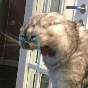 Meet your Posher, Julius